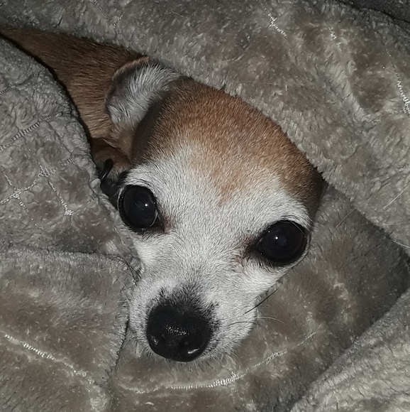 Meet your Posher, Rebekah - Picture 4 of 6